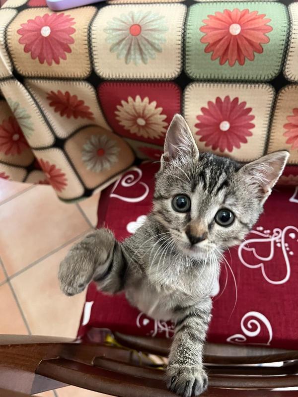 Aiuto Urgente Adozione Benny